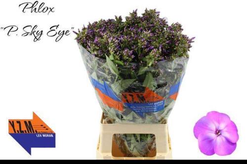 Phlox Paniculata Grp 'Sky Eyes'