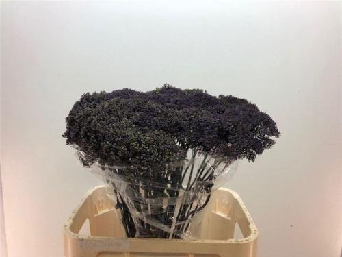 Trachelium caeruleum 'Lake Superior'