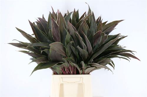 Decoratiegroen groot blad