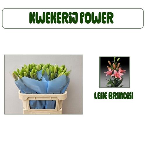Lilium Longiflorum x Aziatische Grp 'Brindisi'