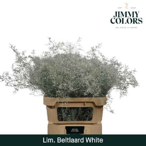 Limonium overig kleurbehandeld H%