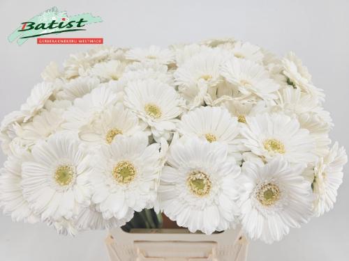 Gerbera mini 'Lobby'