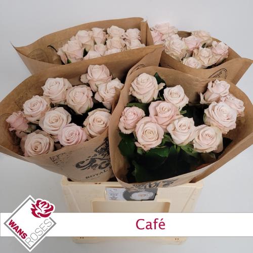 Rosa grootbloemig Café!