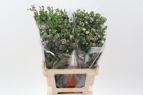 Dianthus Raffine Saba