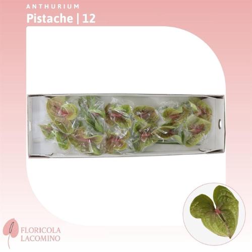 Anthurium Andreanum Grp Pistache