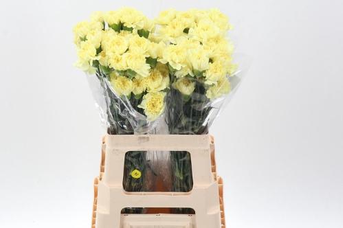 Dianthus standaard overig