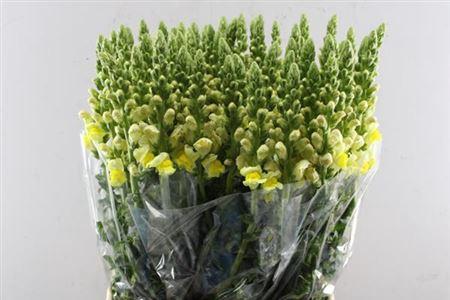 Antirrhinum majus 'Opus Yellow'