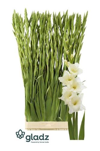 Gladiolus grootbloemig 'Speed Date'