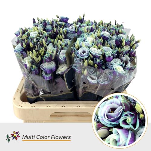 Eustoma russellianum enkel kleurbehandeld H%