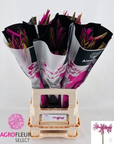 x Amarine Belladiva Donker Roze