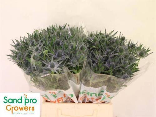 Eryngium Magical Blue Lagoon