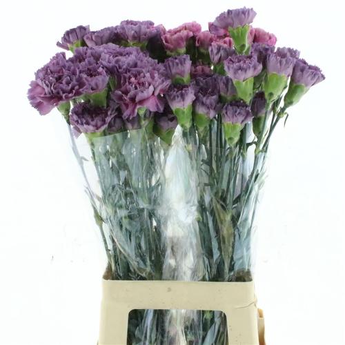 Dianthus standaard 'Mustang'