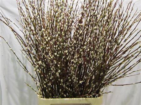 Salix Wilgenkatjes