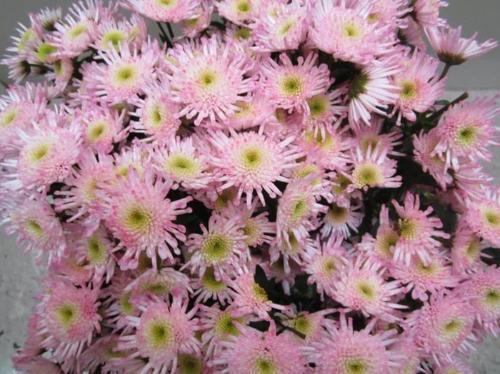 Chrysanthemum Indicum Grp tros santini kleurbehandeld H%