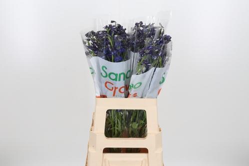 Delphinium Belladonna Grp enkelbloemig Donna