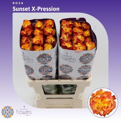 Rosa grootbloemig Sunset X-Pression
