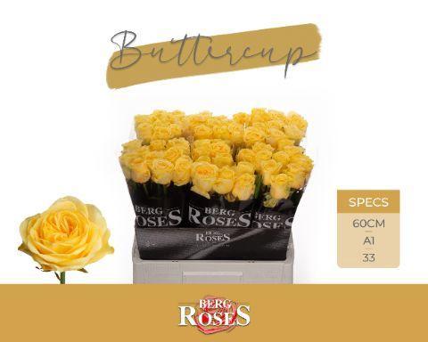 Rosa grootbloemig Buttercup