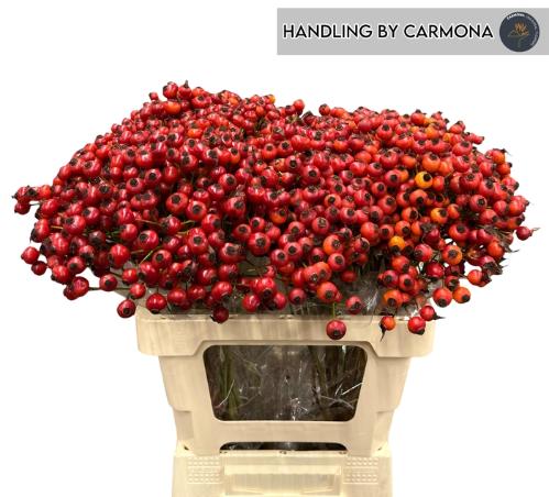 Rosa Mandarin Hiphop