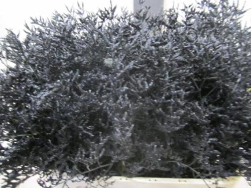 Limonium overig kleurbehandeld H%