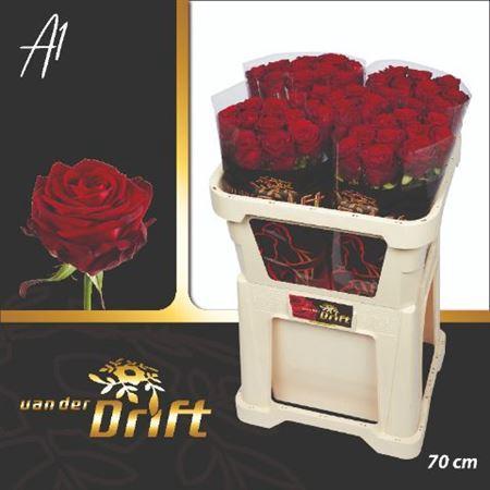 Rosa grootbloemig Red Naomi!