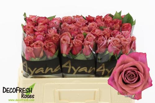 Rosa grootbloemig Barista