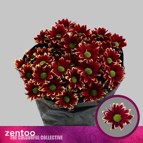 Chrysanthemum Indicum Grp tros kas Haydar Yellow