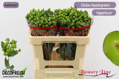 Hypericum x inodorum Globo Applegreen