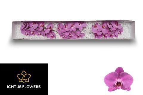 Phalaenopsis per bloem Anthura Kunming