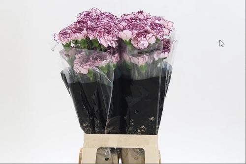 Dianthus standaard Damascus