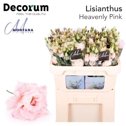 Eustoma russellianum gevuldbloemig overig