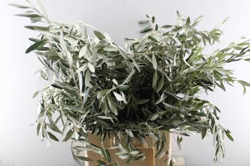 Olea europaea per bos