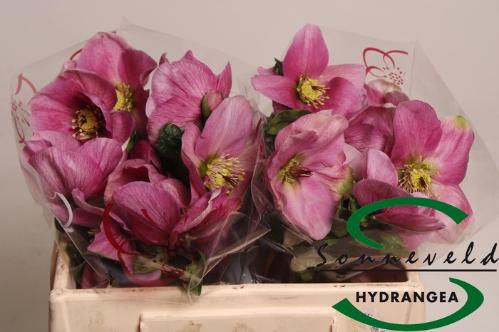 Helleborus Aarendelle Bella Pink