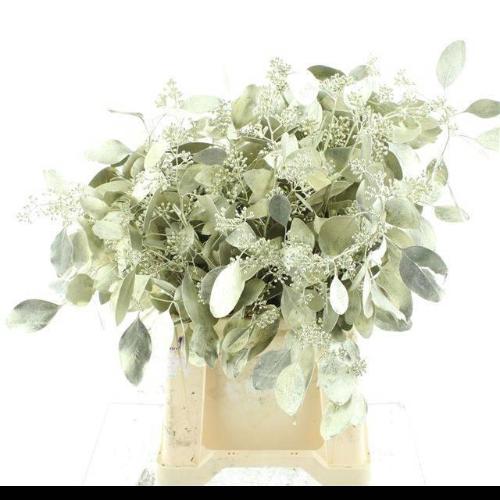 Eucalyptus polyanthemos (fruit) kleurbehandeld per bos H%