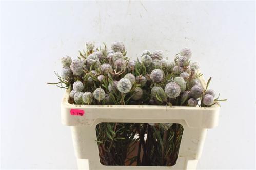 Leucadendron galpinii