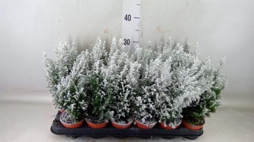 Chamaecyparis lawsoniana 'Ellwoodii'