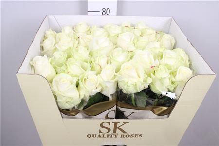 Rosa grootbloemig Avalanche+