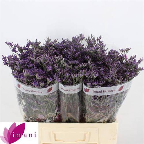 Limonium 'Shooting Star'