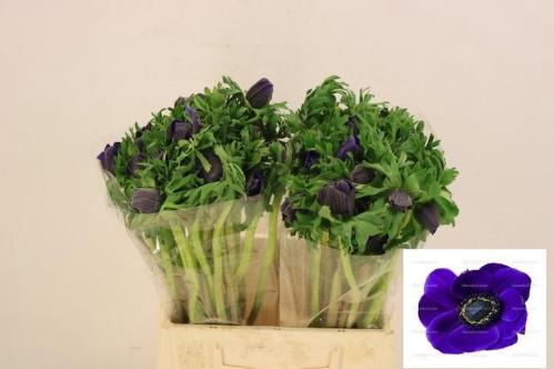 Anemone coronaria 'Mistral Plus Dark Blue'