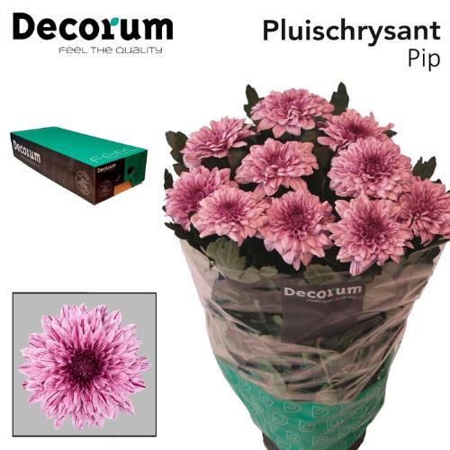 Chrysanthemum Indicum Grp geplozen kas Pip