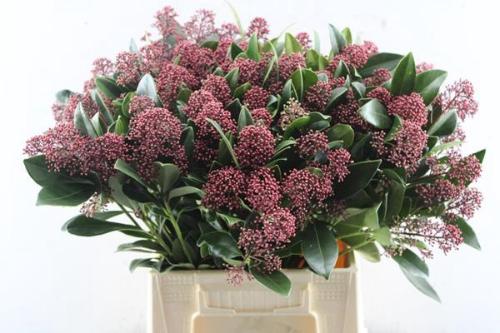 Skimmia per bos japonica 'Rubella'