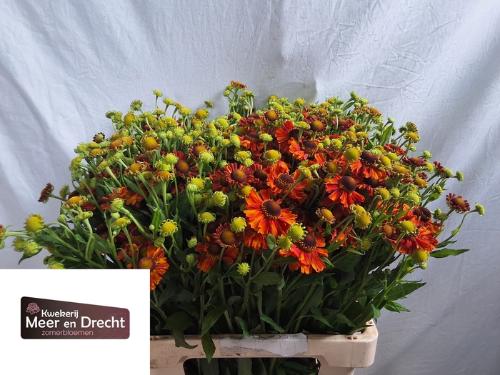 Helenium Autumn Flirt