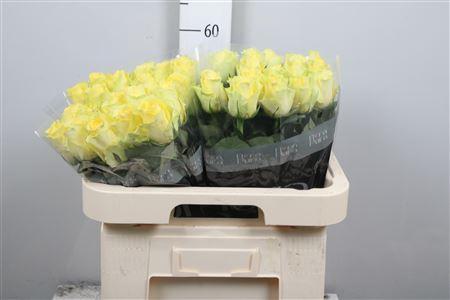 Rosa grootbloemig Minion Rose