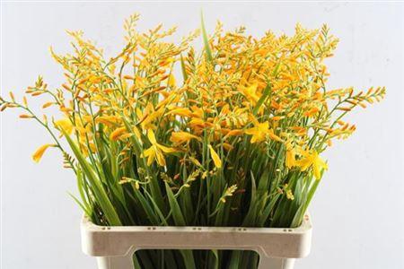 Crocosmia 'George Davison'