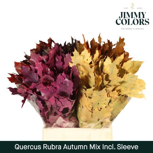 Quercus rubra kleurbehandeld H%