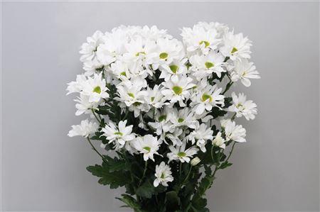 Chrysanthemum Indicum Grp tros Kennedy