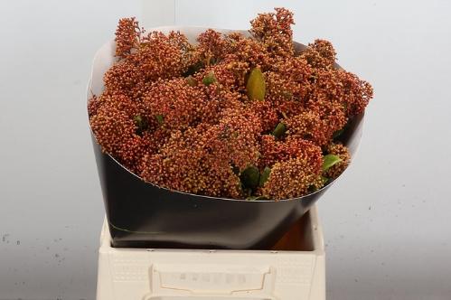 Skimmia per bos overig kleurbehandeld H%