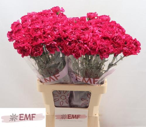 Dianthus standaard Purple Storm+