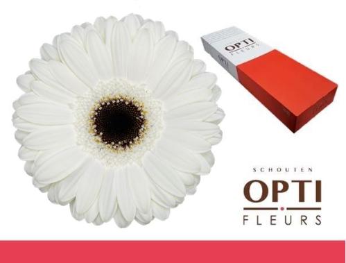 Gerbera grootbloemig 'White House'