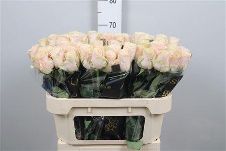 Rosa grootbloemig Roxanne+