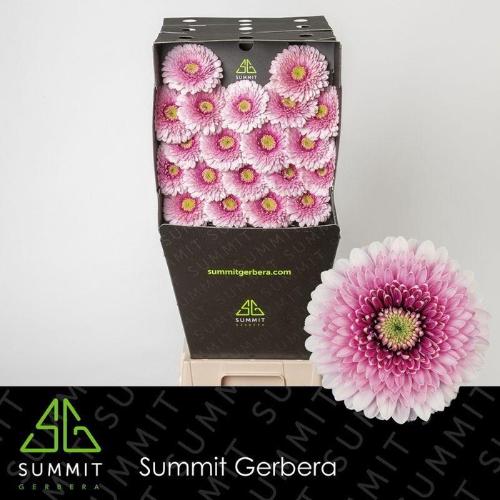 Gerbera Pomponi Tracy